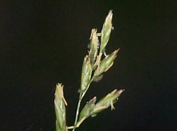 specie di una gramigna - cfr. Paspalum distichum e Poa sp.